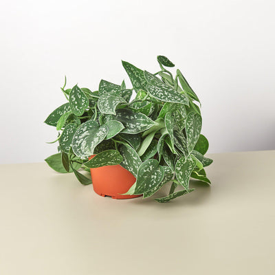 Pothos 'Satin'-American Plant Supply