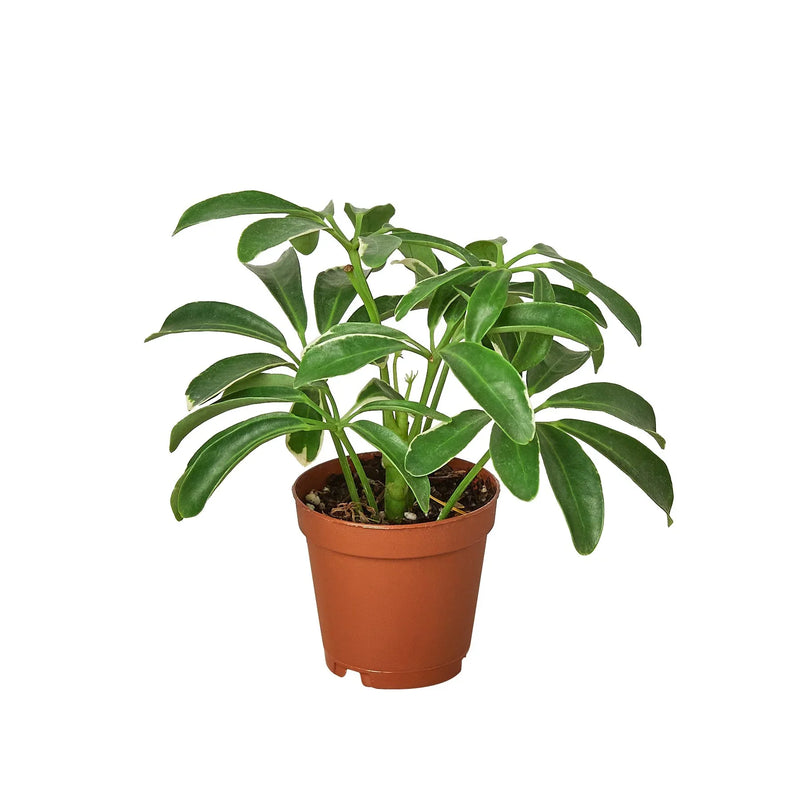 Schefflera Arboricola &