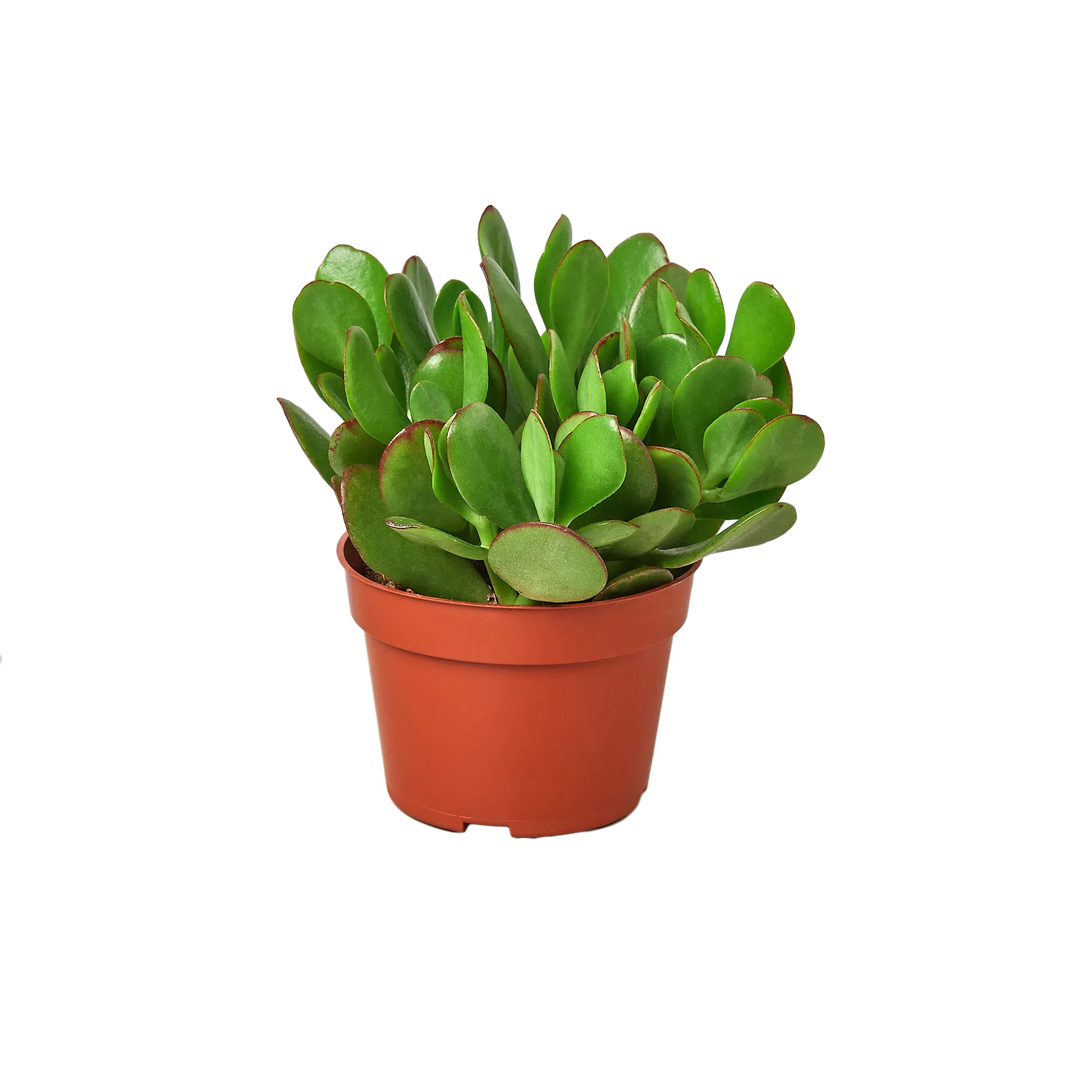 1 Succulent Monthly Subscription Box-American Plant Supply