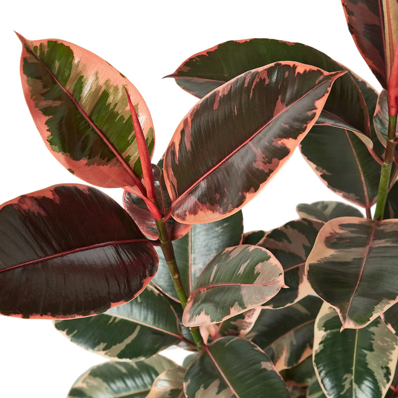 Ficus Elastica &