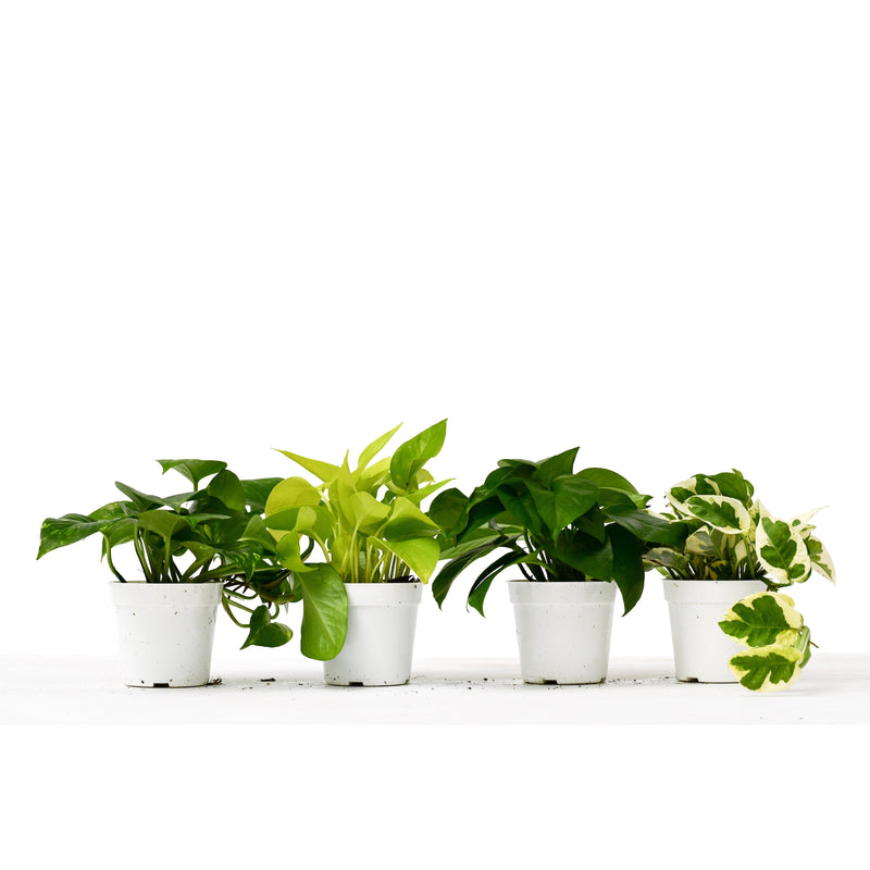 4 Different Pothos Plants in 4" Pots - Live House Plant