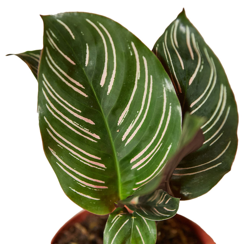 Calathea &