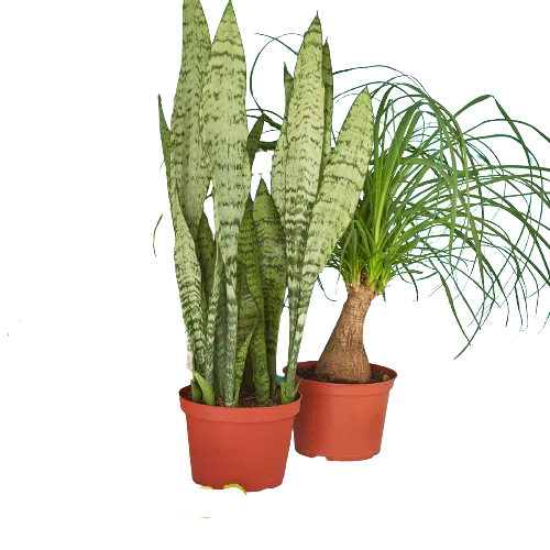 2 - 6" Indoor Plants Premium Subscription box-American Plant Supply