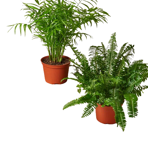 2 - 6" Pet-Friendly Plants Premium Subscription box-American Plant Supply