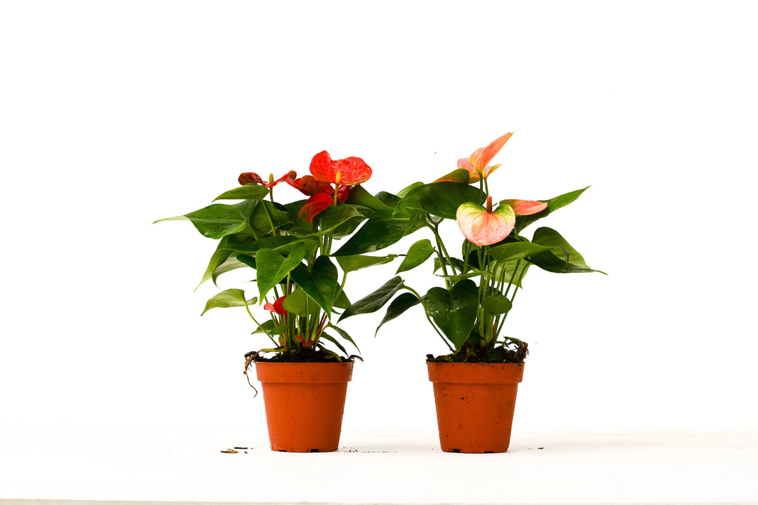 2 Anthurium Variety Pack - 4" Pots-4" Plant (2pk/$3.5) ($10 Ship/31oz)-American Plant Supply