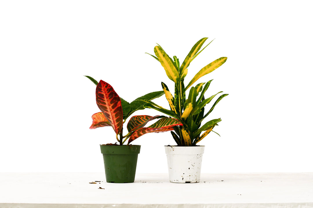 2 Croton Variety Pack - 4" Pot-4" Plant (2pk/$2) ($10 Ship/31oz)-American Plant Supply