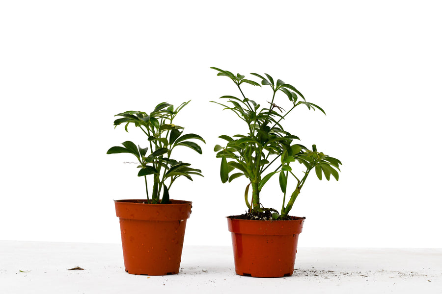 2 Different Schefflera Plants Variety Pack - 4" Pot-4" Plant (2pk/$2) ($10 Ship/31oz)-American Plant Supply