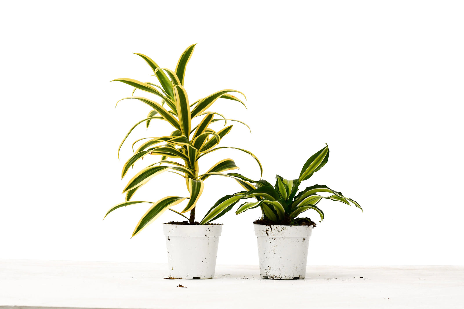 2 Dracaena Variety Pack - 4" Pot-4" Plant (2pk/$2) ($10 Ship/31oz)-American Plant Supply