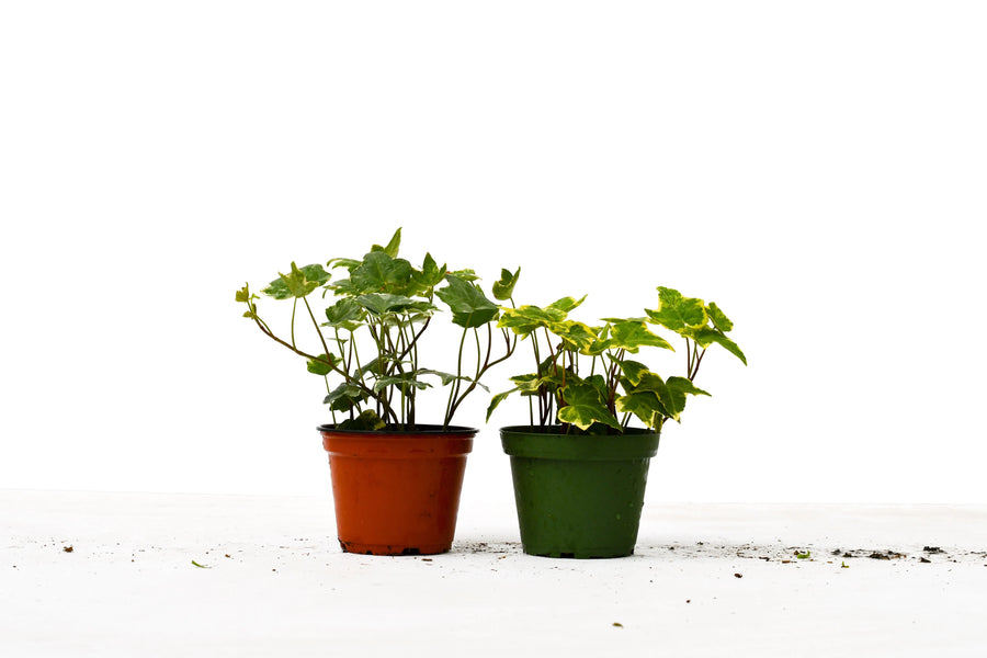 2 English Ivy Variety Pack - 4" Pot-4" Plant (2pk/$2) ($10 Ship/31oz)-American Plant Supply