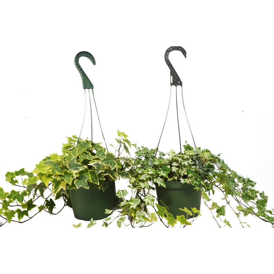 2 English Ivy Variety Pack - 6" Hanging Pot-6" Plant (2pk/$4.5) ($15 Ship/63oz)-American Plant Supply