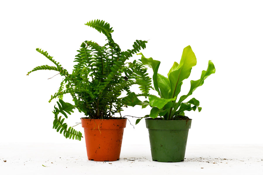 2 Fern Variety Pack - 4" Pot-4" Plant (2pk/$2) ($10 Ship/31oz)-American Plant Supply