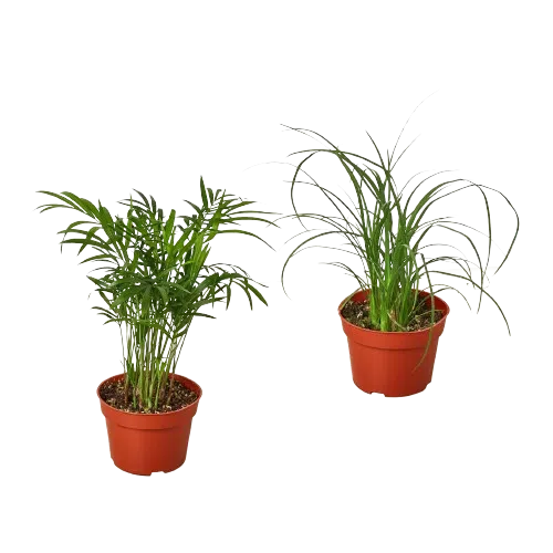 2 Palm Variety Pack / 4" Pots / Live Plant / House Plant-4" Plant (2pk/$2) ($10 Ship/31oz)-American Plant Supply