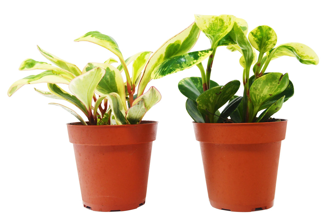 2 Peperomia Plants Variety Pack in 4" Pots - Baby Rubber Plants-4" Plant (2pk/$2) ($10 Ship/31oz)-American Plant Supply