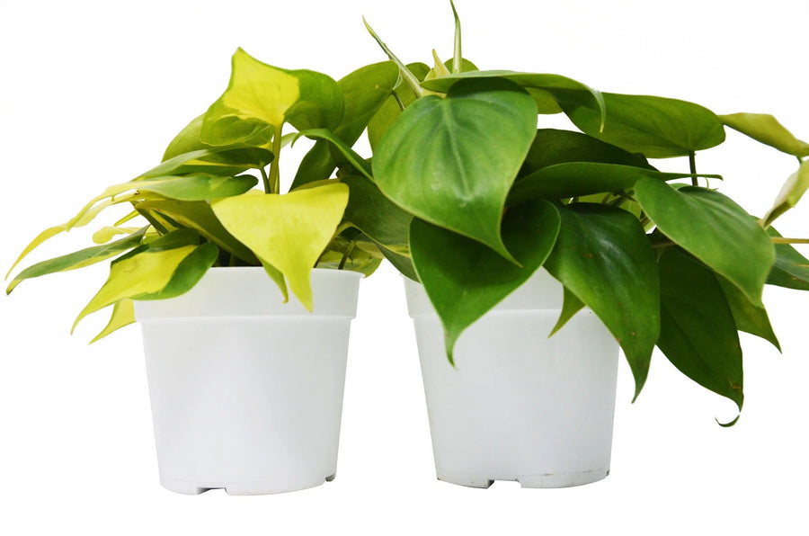 2 Philodendron Variety Pack - 4" Pots-4" Plant (2pk/$2) ($10 Ship/31oz)-American Plant Supply