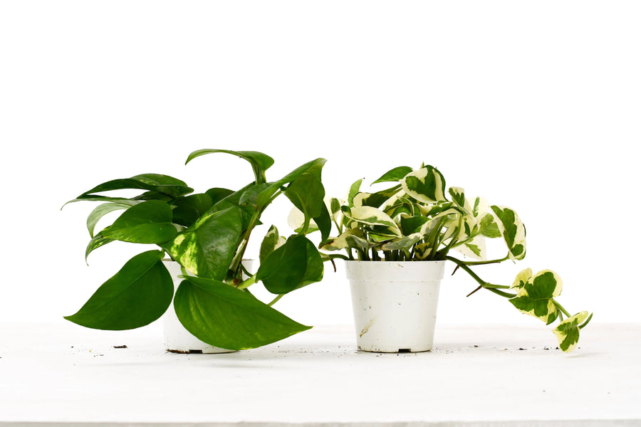 2 Pothos Variety Pack - 4" Pot-4" Plant (2pk/$2) ($10 Ship/31oz)-American Plant Supply