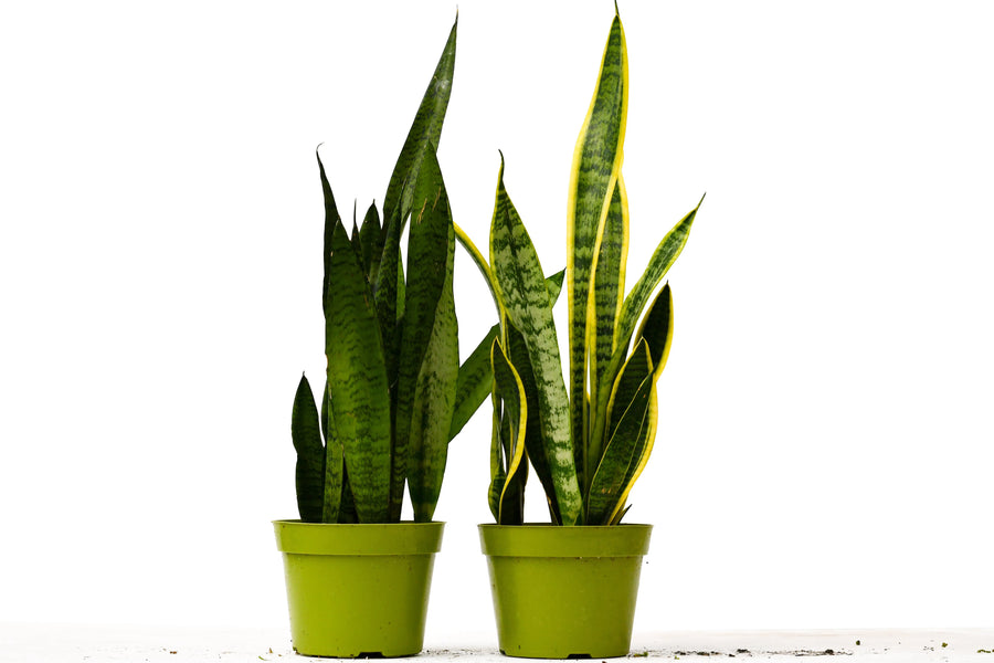 2 Snake (Sansevieria) Plant Variety Pack - 6" Pot-6" Plant (2pk/$4.5) ($15 Ship/63oz)-American Plant Supply