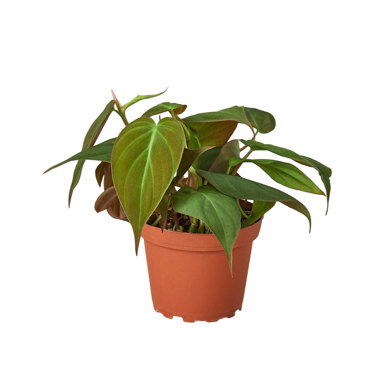 Philodendron &