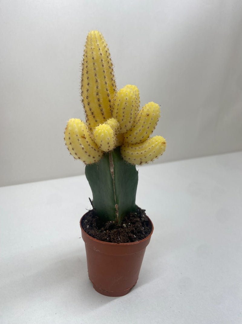 Cactus Graft Yellow