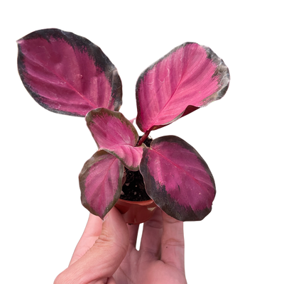 Calathea 'Purple Rose'