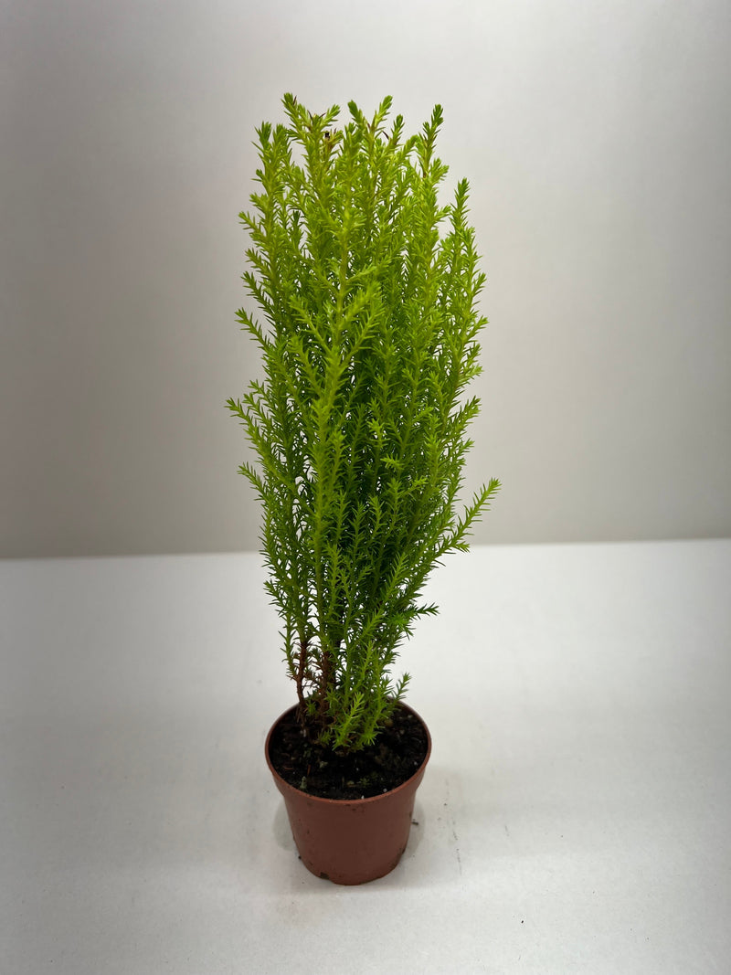 Cypress Lemon-American Plant Supply