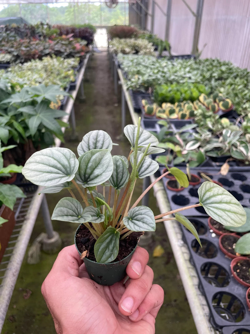 Peperomia &