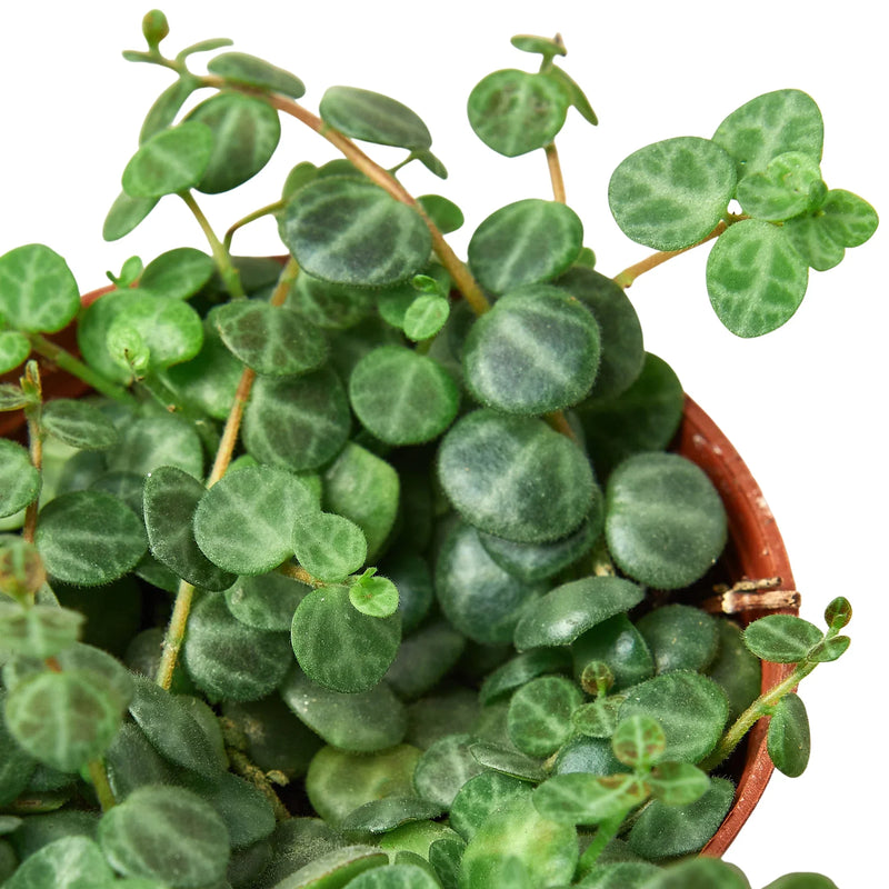 Peperomia Prostrata &