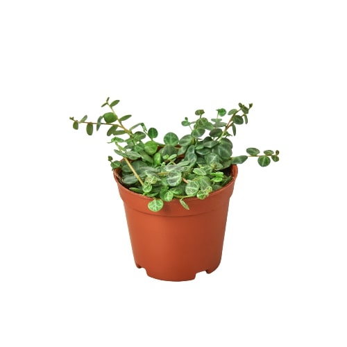 Peperomia Prostrata &