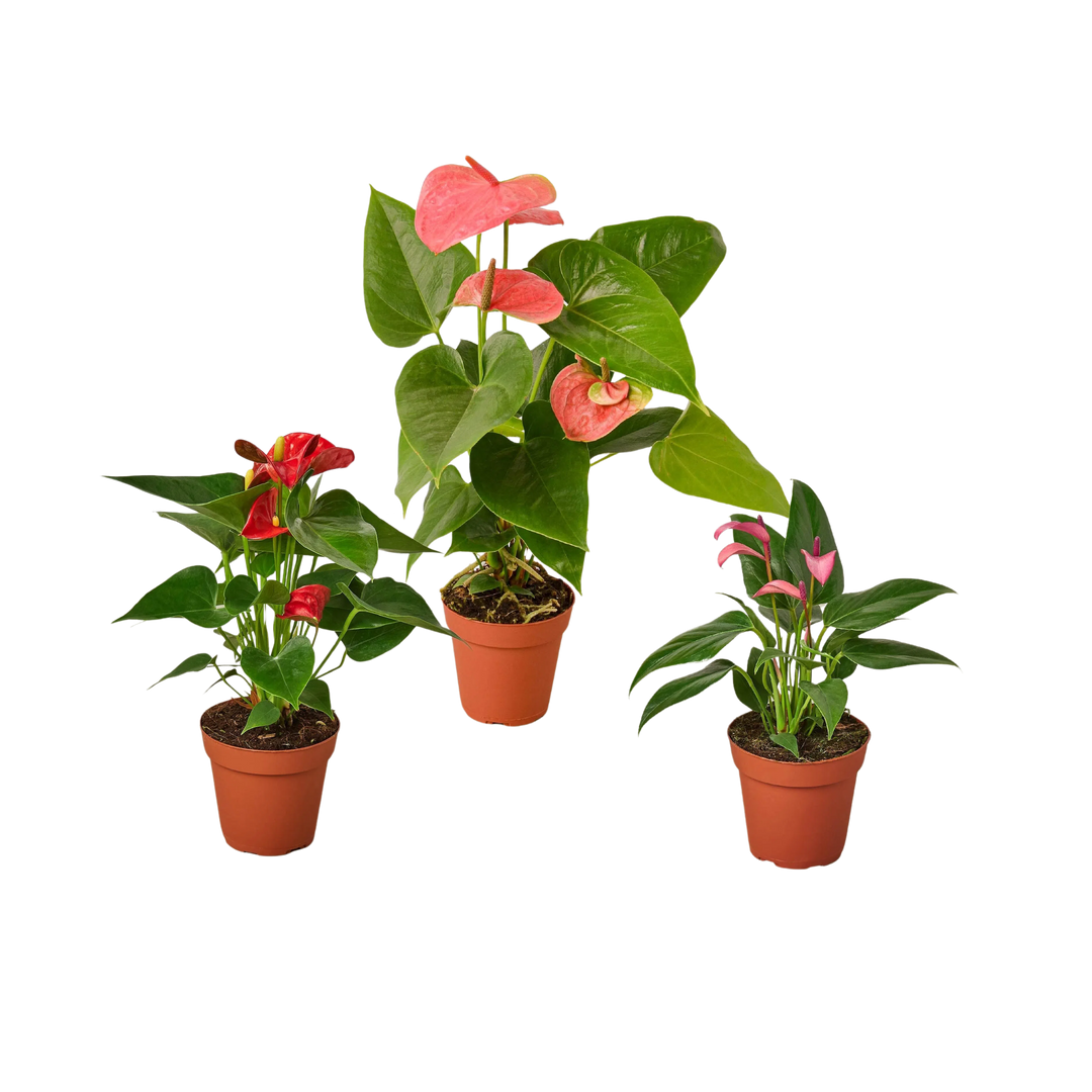 3 Anthurium Variety Pack- All Different Colors - 4" Pots-4" Plant (3pk/$3.5) ($13 Ship/47oz)-American Plant Supply