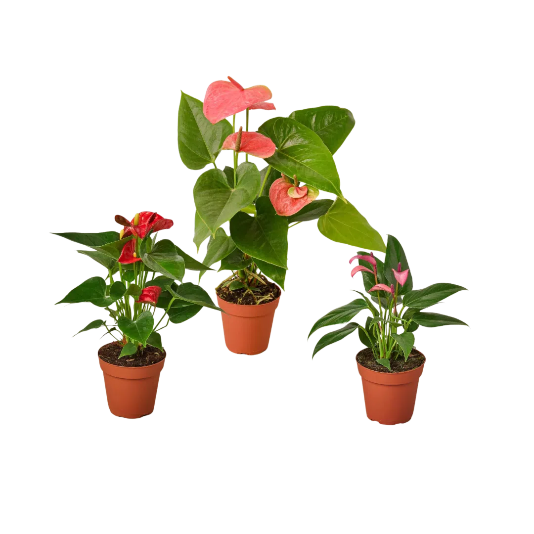 3 Anthurium Variety Pack- All Different Colors - 4" Pots-4" Plant (3pk/$3.5) ($13 Ship/47oz)-American Plant Supply