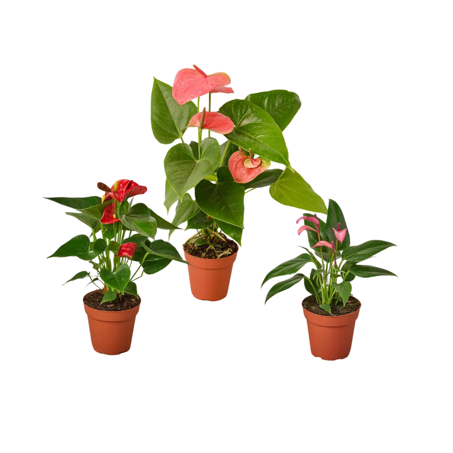3 Anthurium Variety Pack- All Different Colors - 4" Pots-4" Plant (3pk/$3.5) ($13 Ship/47oz)-American Plant Supply