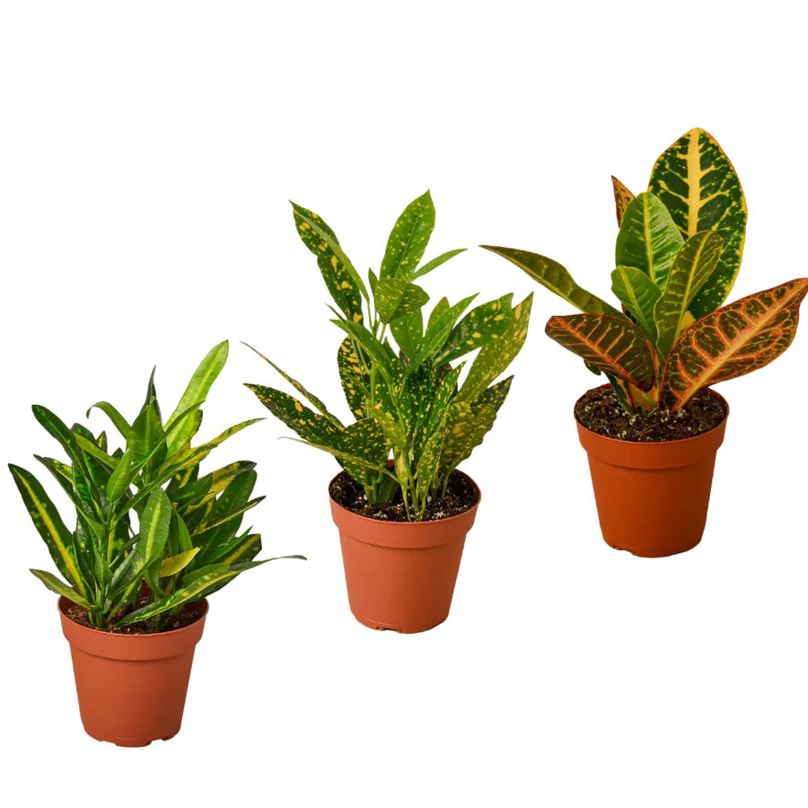 3 Croton Variety Pack / 4" Pot / Live Plant / House Plant-4" Plant (3pk/$2) ($13 Ship/47oz)-American Plant Supply