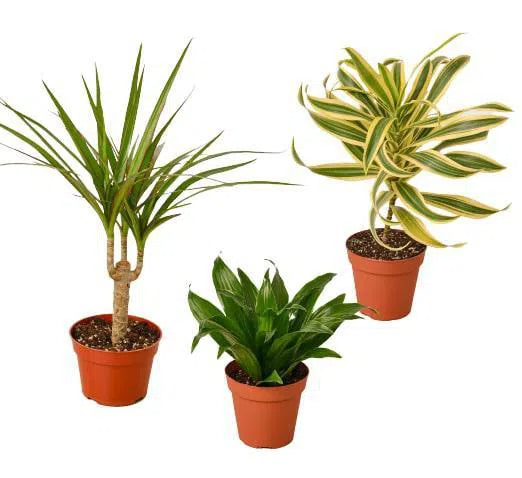 3 Different Dracaenas Variety Pack - 4" Pot-4" Plant (3pk/$2) ($13 Ship/47oz)-American Plant Supply