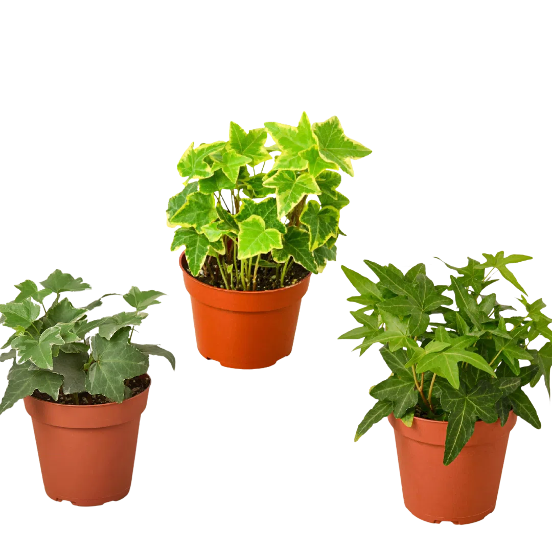 live ivy plants indoor 3 Different English Ivy Plants - 4" Pot