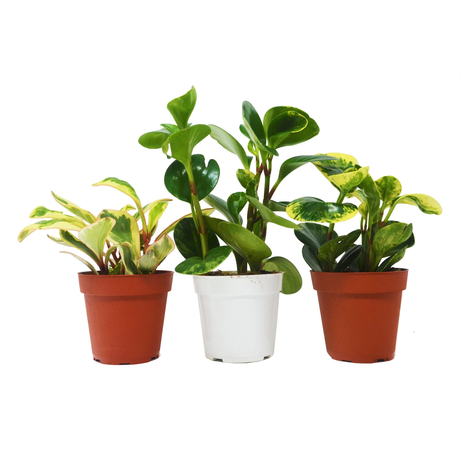 3 Different Peperomia Plants in 4" Pots - Baby Rubber Plants-4" Plant (3pk/$2) ($13 Ship/47oz)-American Plant Supply