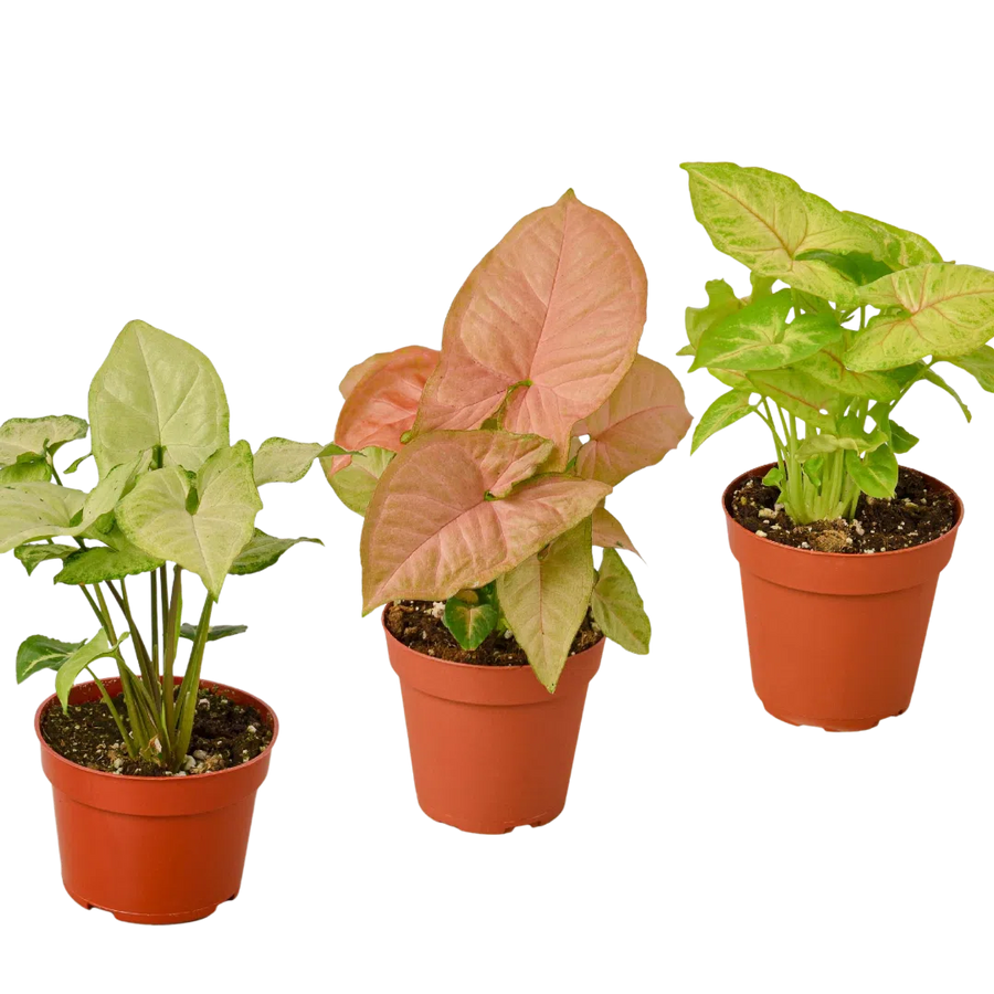 3 Different Syngonium Plants - Arrowhead Plants / 4" Pot / Live Plant-4" Plant (3pk/$2) ($13 Ship/47oz)-American Plant Supply