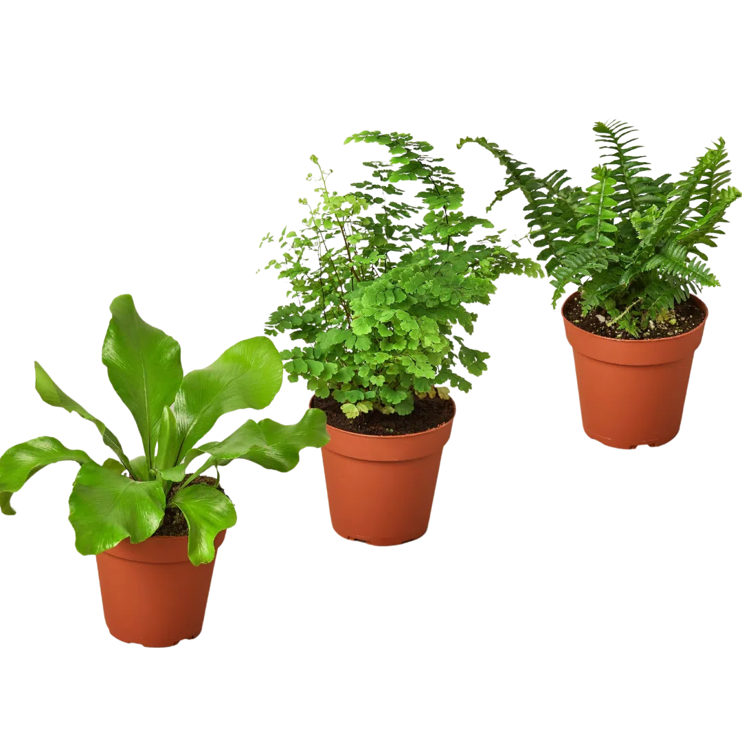 3 Fern Variety Pack - Live Plants - 4" Pot - House Plant-4" Plant (3pk/$2) ($13 Ship/47oz)-American Plant Supply