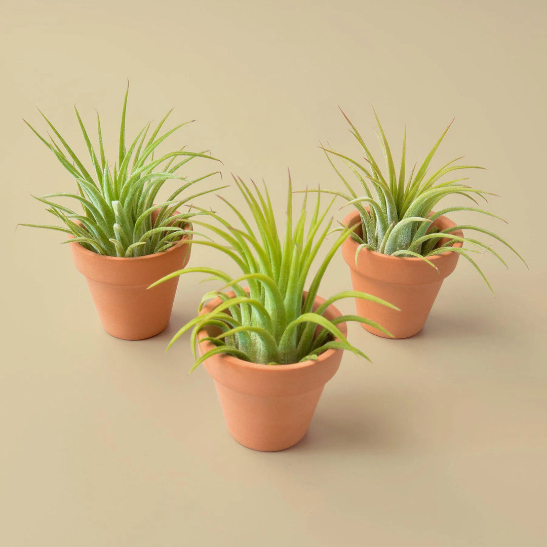 3 Ionantha Air Plants with Mini Terra Cotta Pots-Air PLants-American Plant Supply