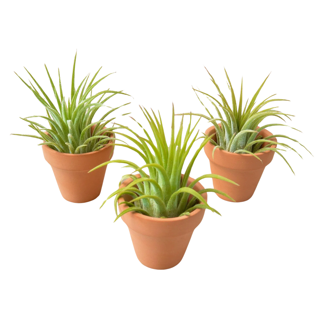 3 Ionantha Air Plants with Mini Terra Cotta Pots-Air PLants-American Plant Supply