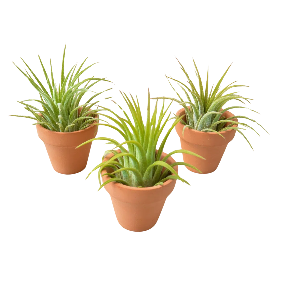 3 Ionantha Air Plants with Mini Terra Cotta Pots-Air PLants-American Plant Supply