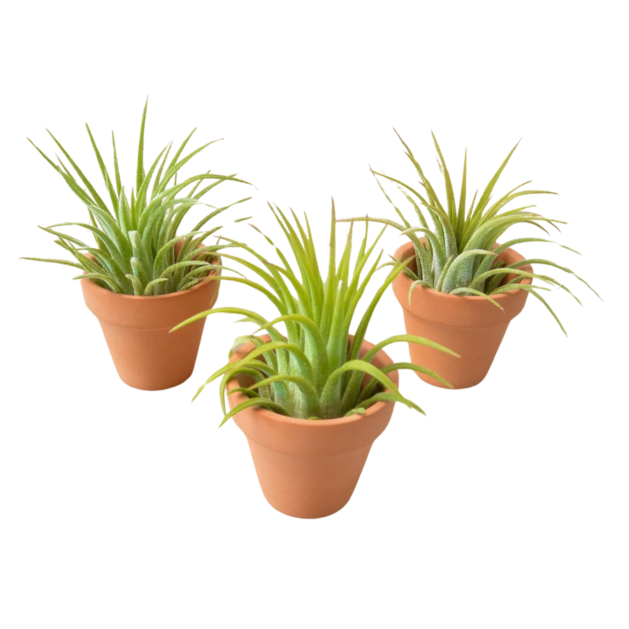 3 Ionantha Air Plants with Mini Terra Cotta Pots-Air PLants-American Plant Supply