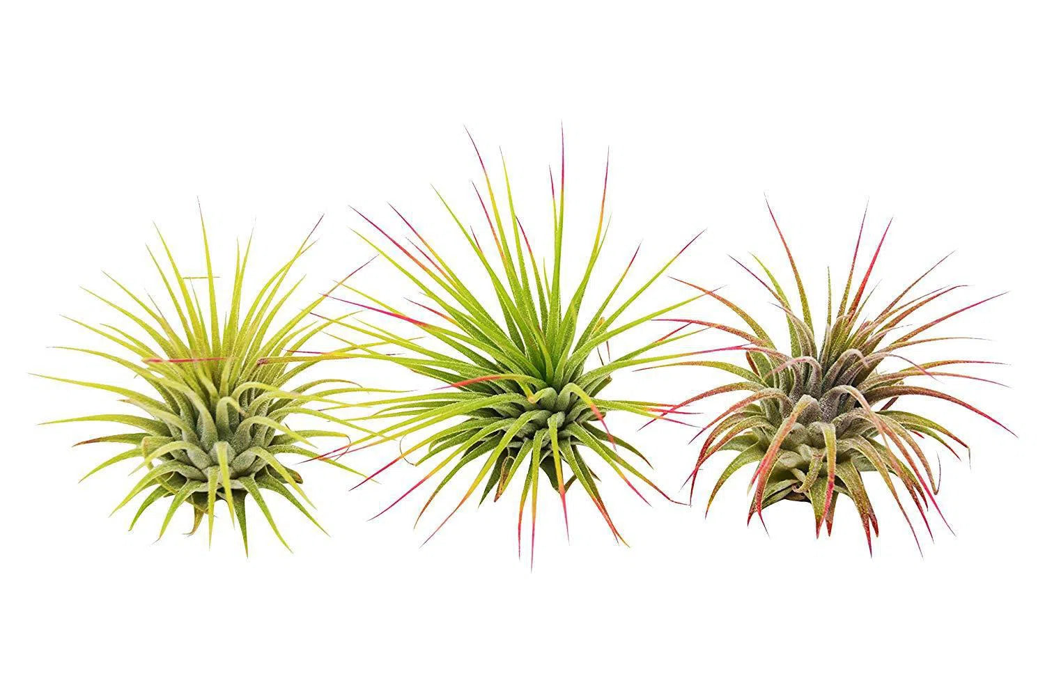 3 Ionantha Guatemala Air Plants / Blooms-Air Plants ($4 Ship/12oz)-American Plant Supply