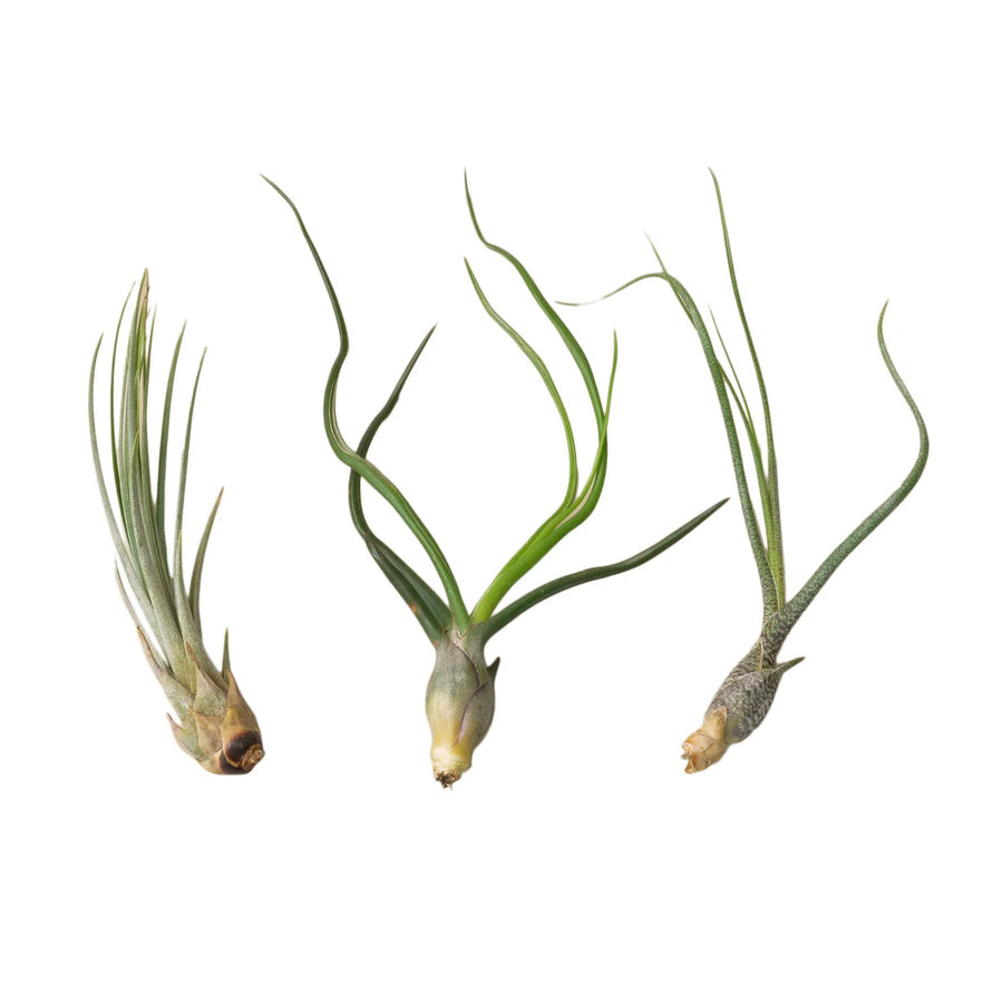 3 Large Tillandsia Air Plant Variety Pack-Air PLants-American Plant Supply