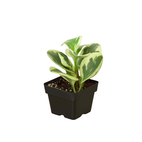 Peperomia &