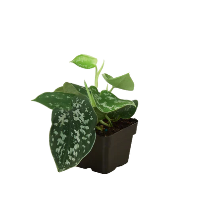 Pothos 'Satin'-American Plant Supply