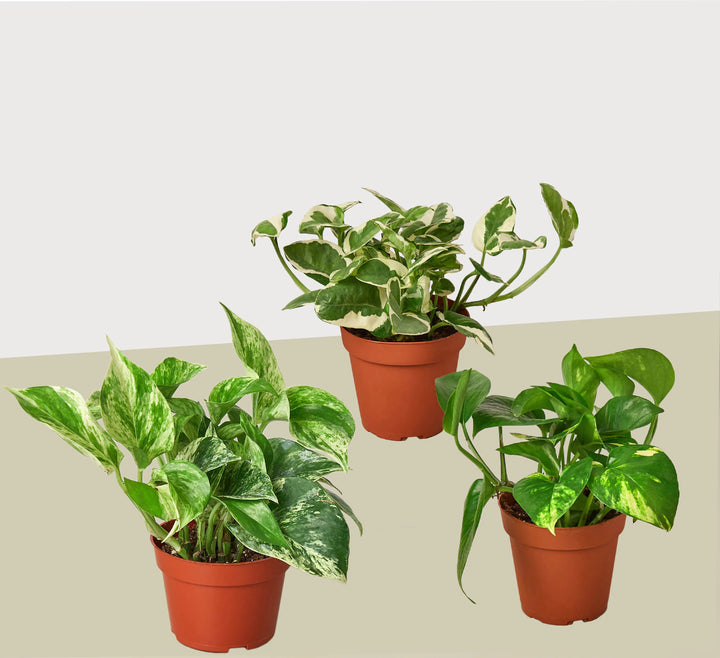 3 Pothos Variety Pack / 4" Pot / Live Plant / Home and Garden Plants-4" Plant (3pk/$2) ($13 Ship/47oz)-American Plant Supply