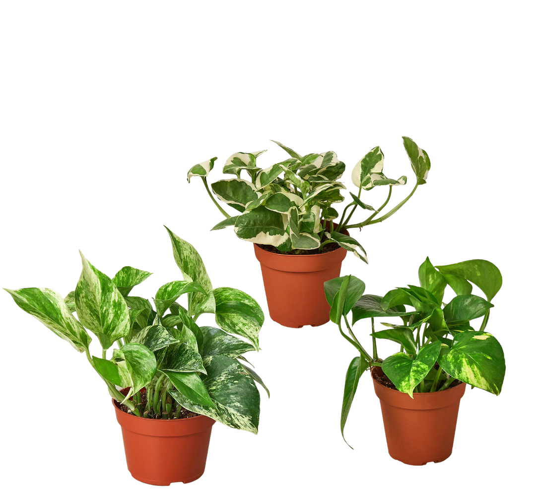 3 Pothos Variety Pack / 4" Pot / Live Plant / Home and Garden Plants-4" Plant (3pk/$2) ($13 Ship/47oz)-American Plant Supply