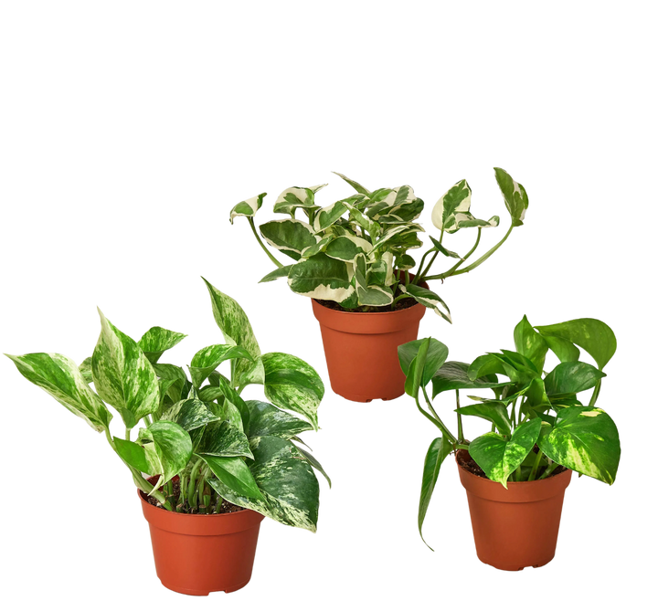 3 Pothos Variety Pack / 4" Pot / Live Plant / Home and Garden Plants-4" Plant (3pk/$2) ($13 Ship/47oz)-American Plant Supply