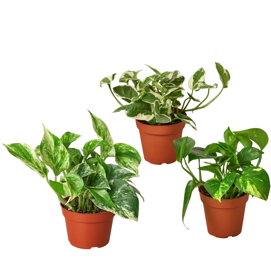 3 Pothos Variety Pack / 4" Pot / Live Plant / Home and Garden Plants-4" Plant (3pk/$2) ($13 Ship/47oz)-American Plant Supply