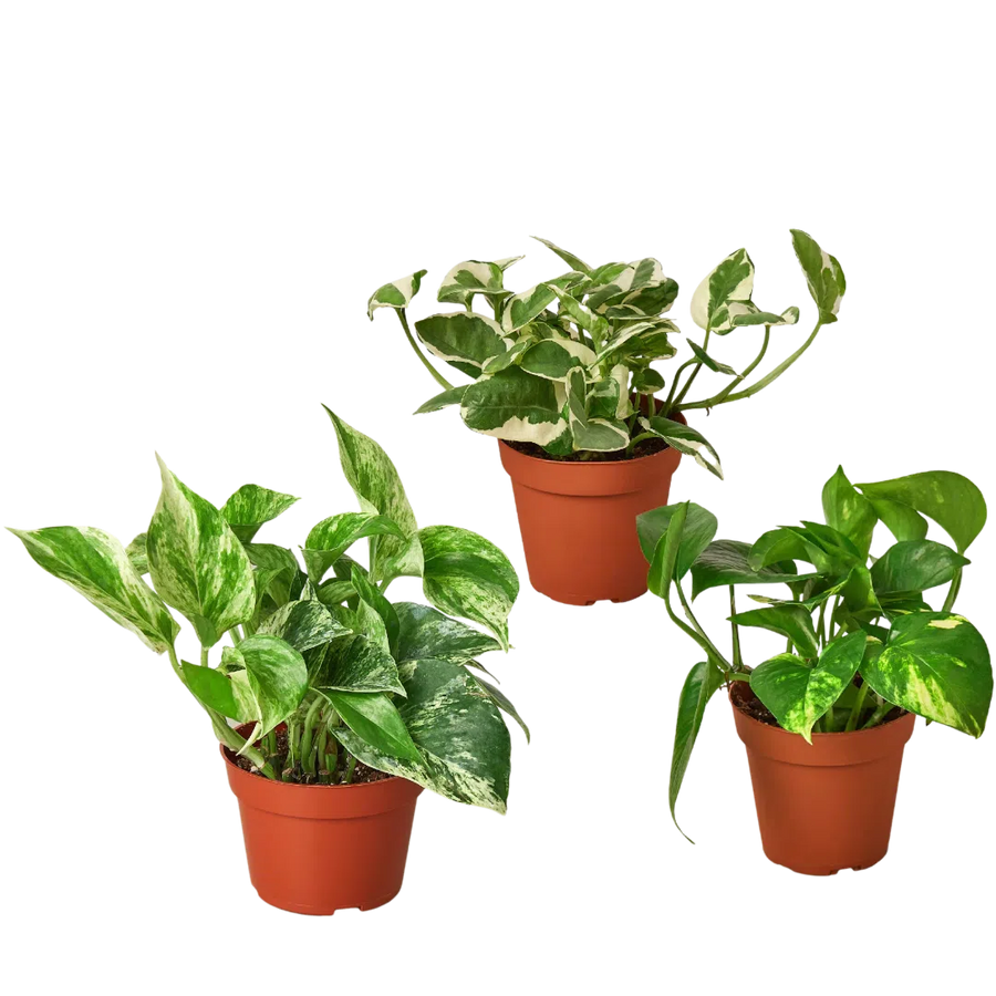 3 Pothos Variety Pack / 4" Pot / Live Plant / Home and Garden Plants-4" Plant (3pk/$2) ($13 Ship/47oz)-American Plant Supply