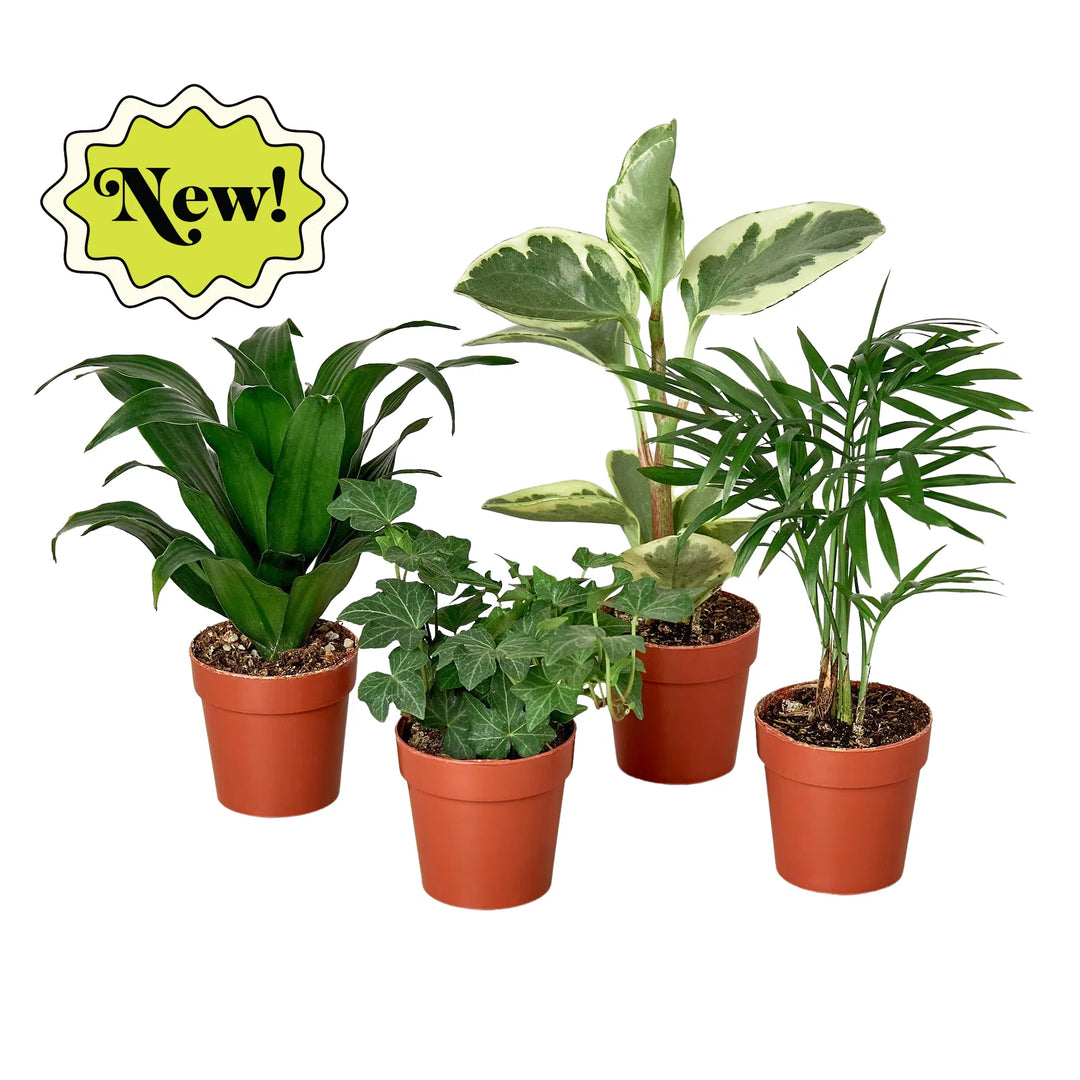 3" Tropical Plant Variety Bundle-American Plant Supply